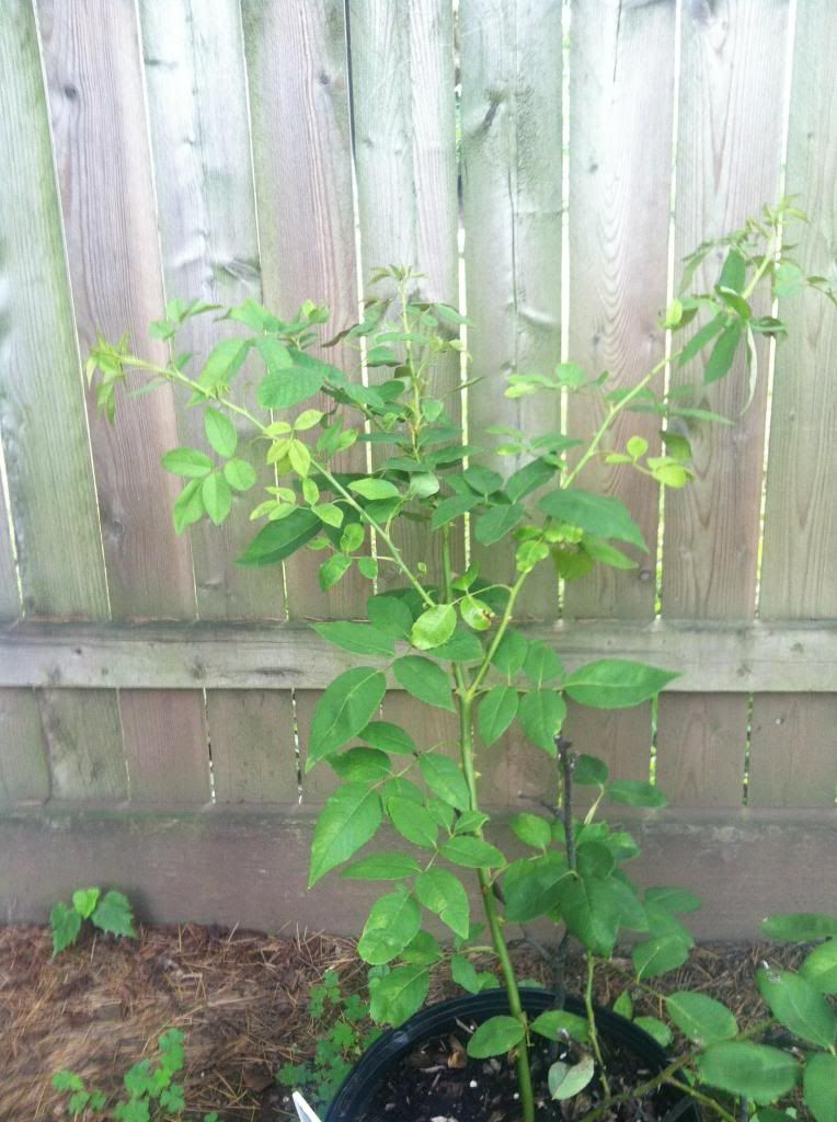  photo IMG_0329_zpsf037469c.jpg